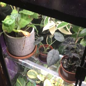 Photo of the plant species Dragonite by @ChosenOregonash named Alocasia on Greg, the plant care app
