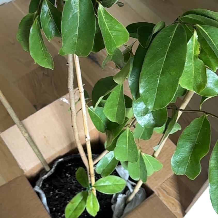 Photo of the plant species Guanabana by @Amber13ug named Remington on Greg, the plant care app