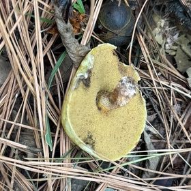 Photo of the plant species Black Walnut by @UpbeatKermesoak named Dolores on Greg, the plant care app