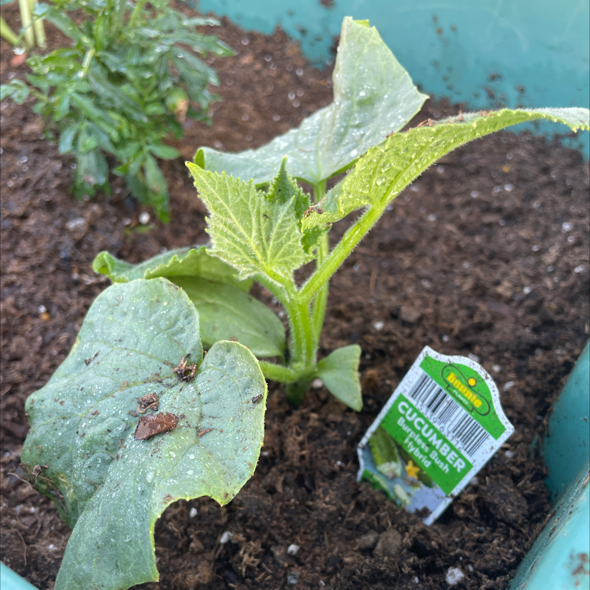 Photo of the plant species Burpless Hybrid Cucumber by @EarthySquash12 named Orwell on Greg, the plant care app