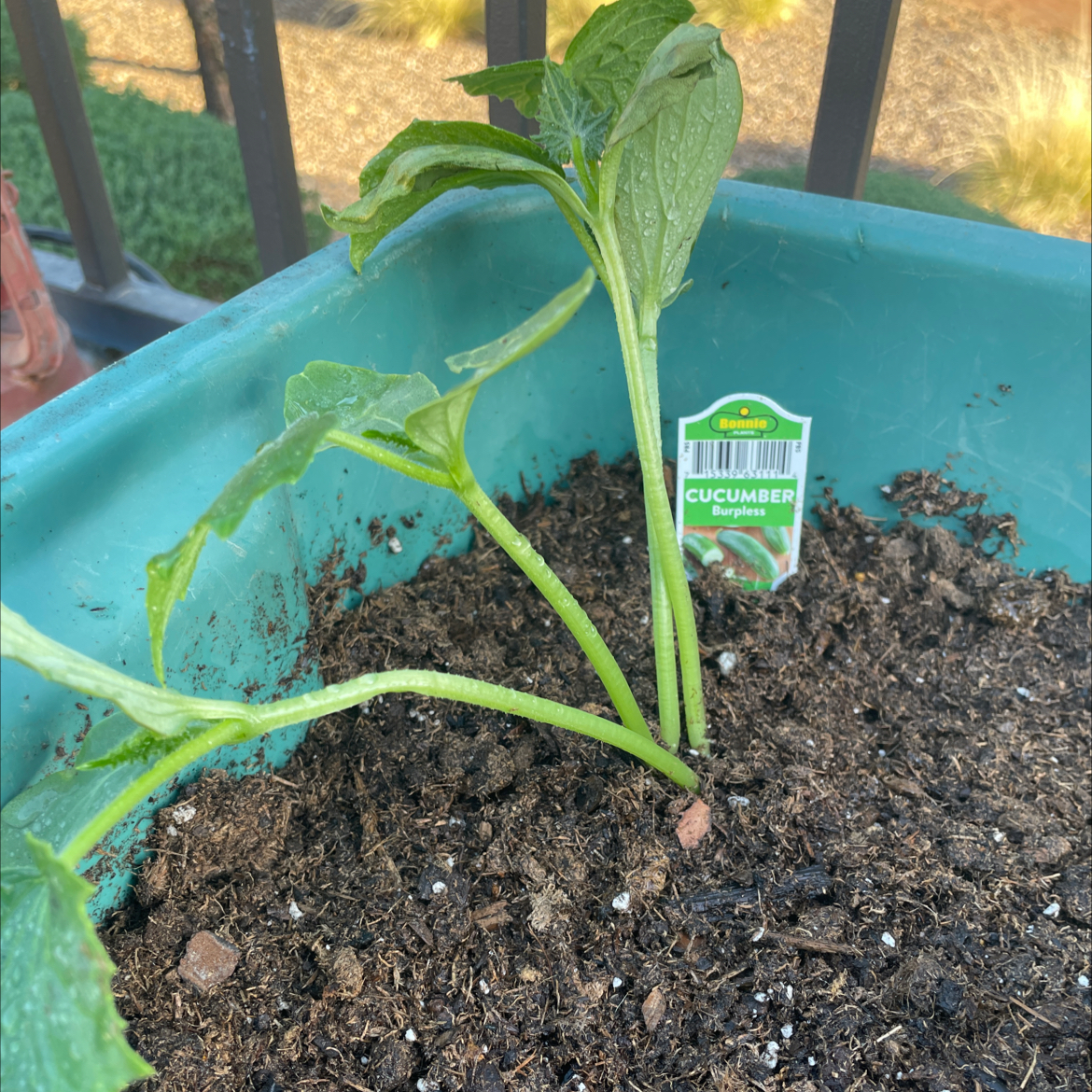 Photo of the plant species Garden Sweet Burpless Cucumber by @EarthySquash12 named Orville on Greg, the plant care app