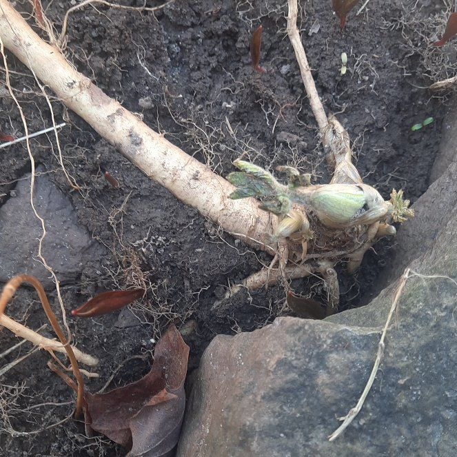 Photo of the plant species Earleaf Nightshade by @HotPinoak28 named Dax on Greg, the plant care app
