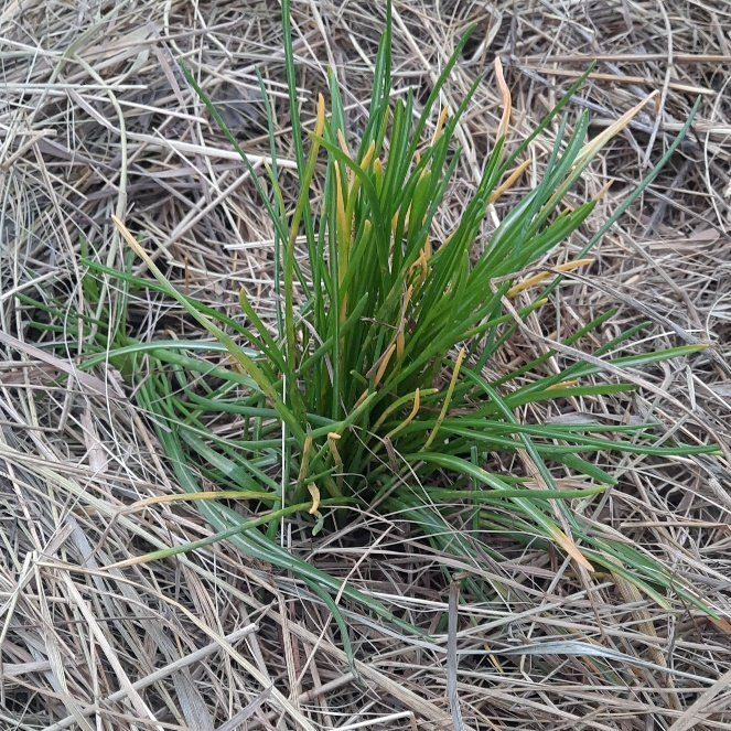 Photo of the plant species Onionweed by @HotPinoak28 named Kylie on Greg, the plant care app