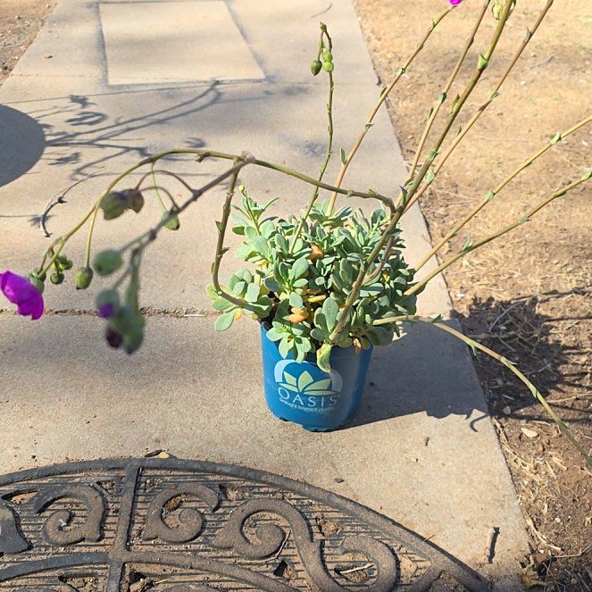 Photo of the plant species Rock Purslane Calandrinia spectabilis by @GaietyFuscia45 named Succulent on Greg, the plant care app