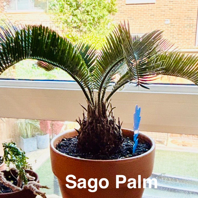 Sago Palm