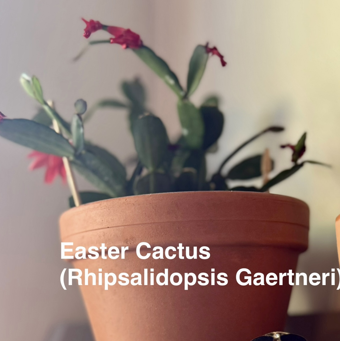 Plant care for Pink Ice Easter Cactus on Greg, the plant care app