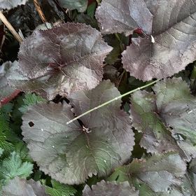 Photo of the plant species Beetleweed by @AffableMiro named Austen on Greg, the plant care app