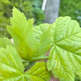Photo of the plant species Sycamore Maple by @AffableMiro named Luna on Greg, the plant care app