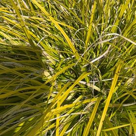 Photo of the plant species Texas Sacahuista by @AffableMiro named Mollie on Greg, the plant care app