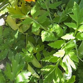 Photo of the plant species Welsh Poppy by @AffableMiro named Scarlett on Greg, the plant care app