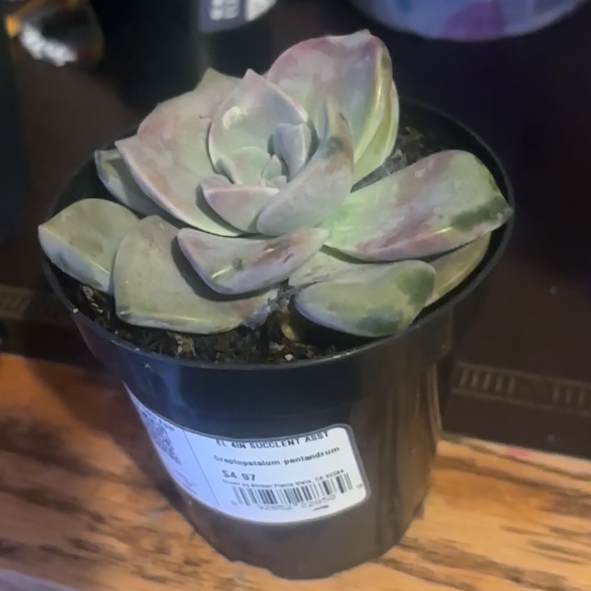 Photo of the plant species Graptopetalum pentandrum 'Superbum' by @AdorableApple47 named Willow on Greg, the plant care app