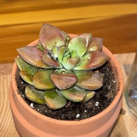 Photo of the plant species Graptopetalum pentandrum 'Superbum' by @FuriousNovaSS named Aria on Greg, the plant care app