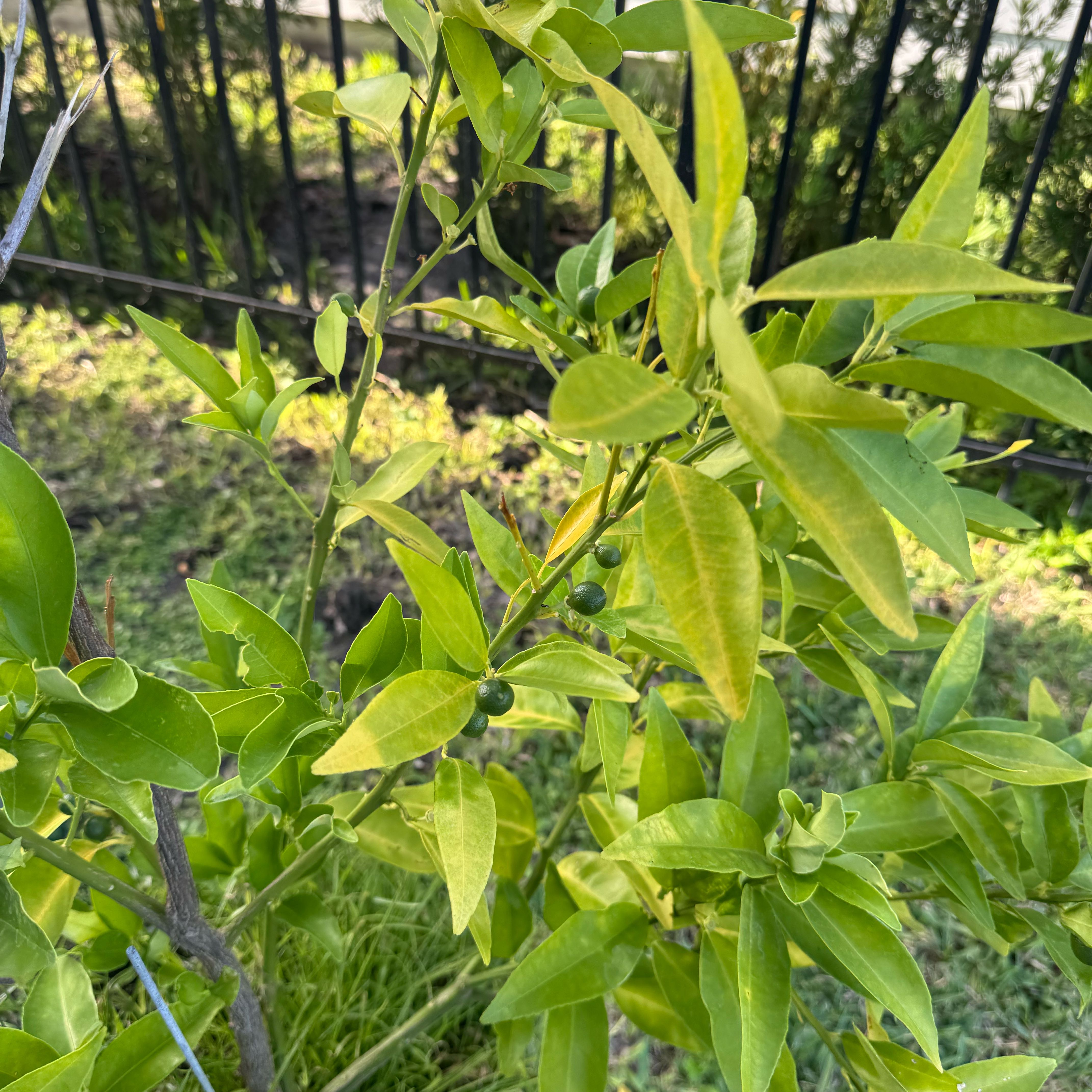 Photo of the plant species Rangpur Lime by @HunkyPinoak45 named Limão cravo on Greg, the plant care app