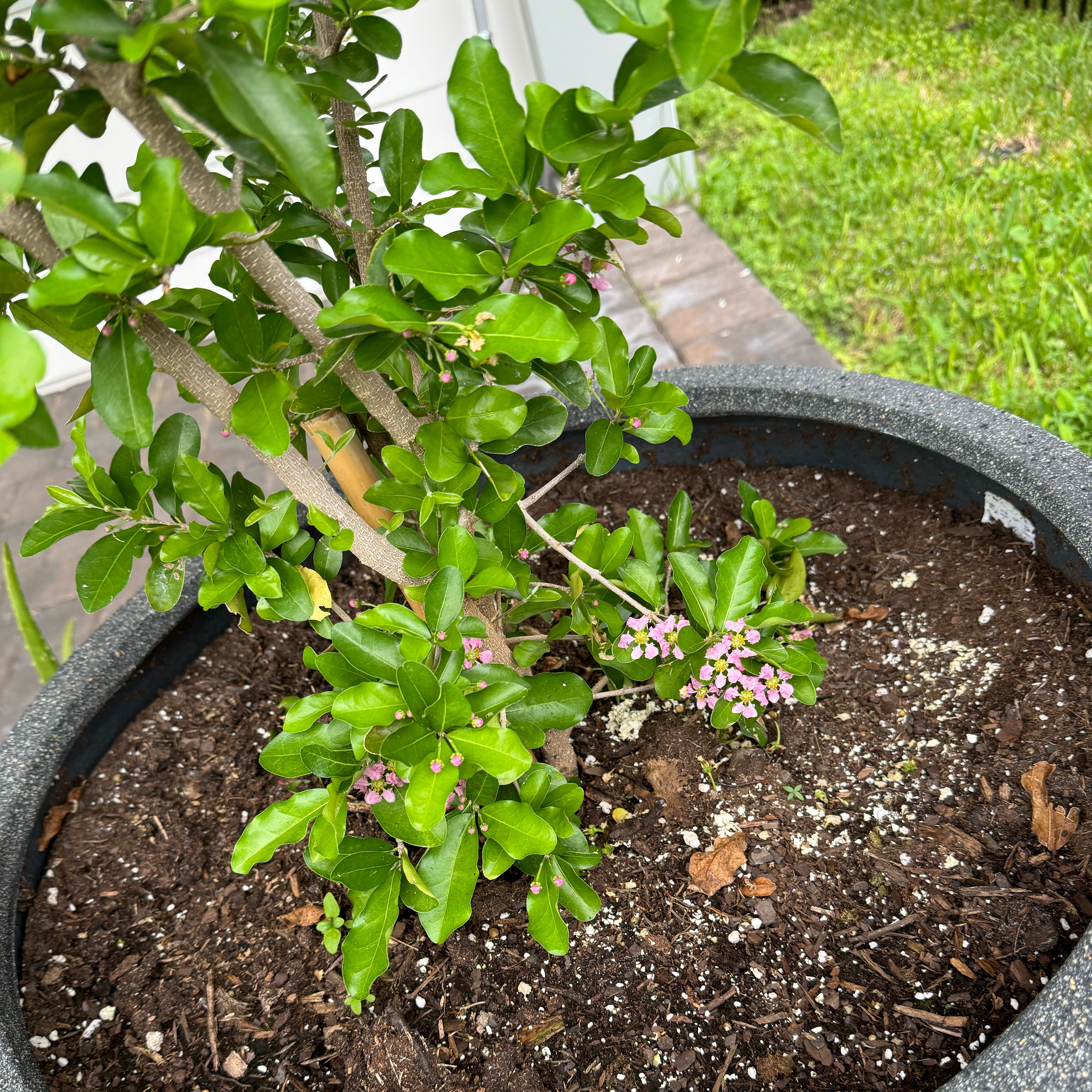 Photo of the plant species Barbados Cherry by @HunkyPinoak45 named Cherry on Greg, the plant care app