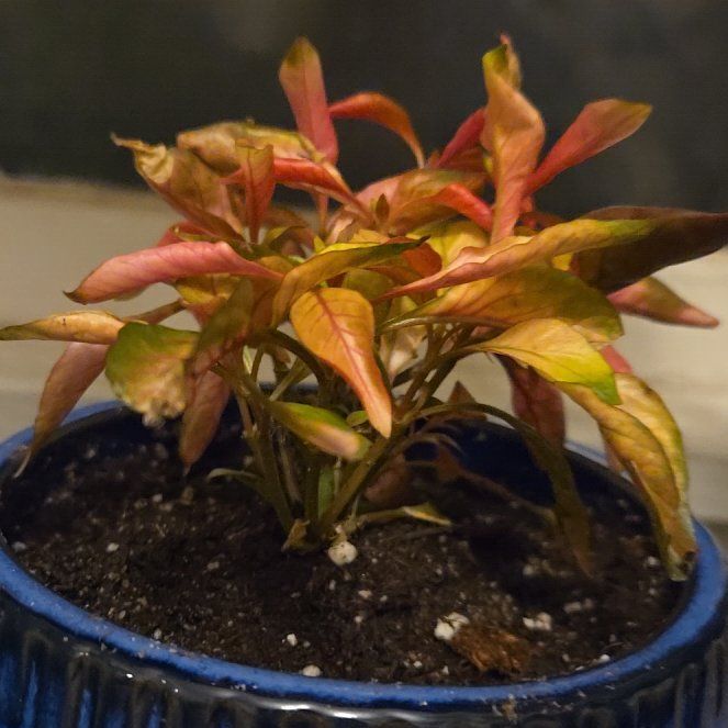 Photo of the plant species Pink Josephs Coat by @callmekhaos named Ulysses S Plant on Greg, the plant care app