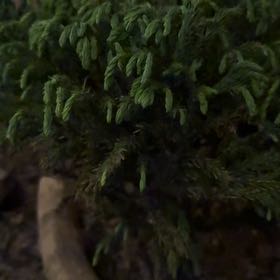 Photo of the plant species Horn Calcareous Moss by @JohnnyPlantsKY named Ronaldo on Greg, the plant care app