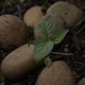 Photo of the plant species Broadleaf Enchanter's Nightshade by @JohnnyPlantsKY named Fernie Mercury on Greg, the plant care app