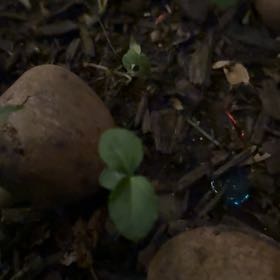 Photo of the plant species Partridge Berry by @JohnnyPlantsKY named Sahara on Greg, the plant care app
