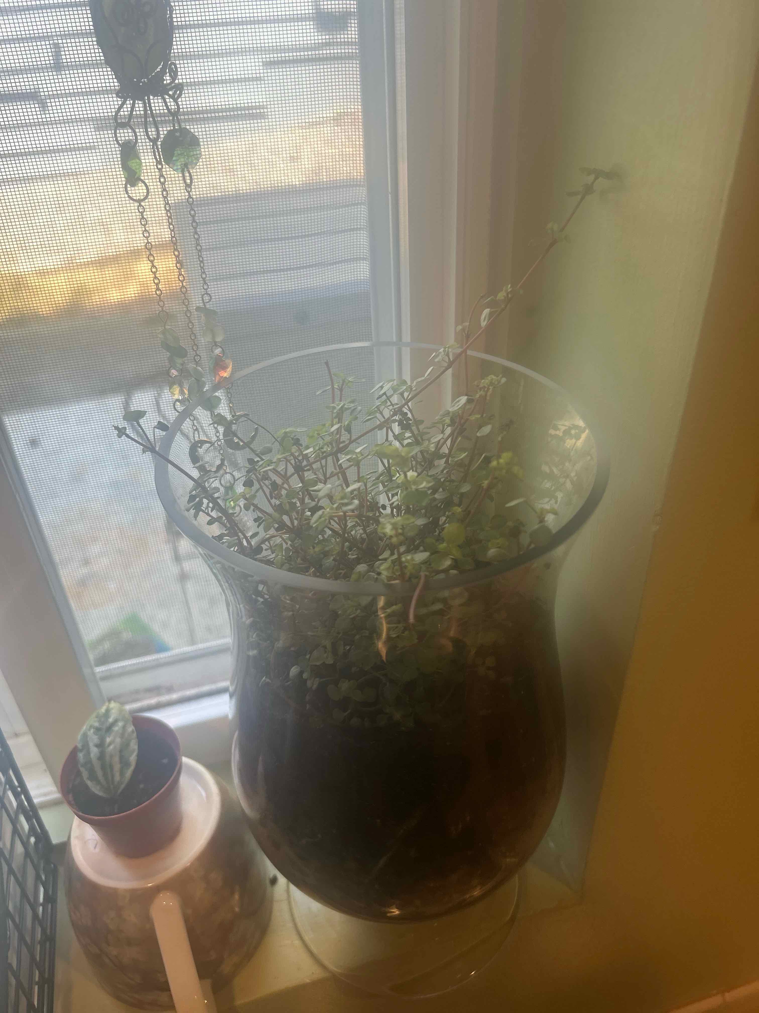Photo of the plant species Pilea 'Silver Sparkle' by @CleverRedflax named Sol on Greg, the plant care app