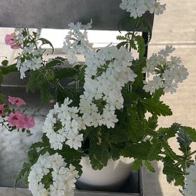 Photo of the plant species Peppermint Twist by @CleverRedflax named Delilah on Greg, the plant care app