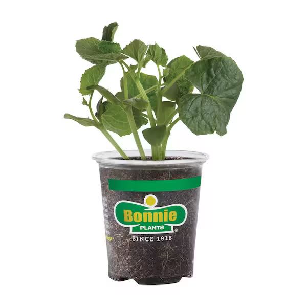 Photo of the plant species Cucumber by @AproposWoodfern named Fernie Saunders on Greg, the plant care app