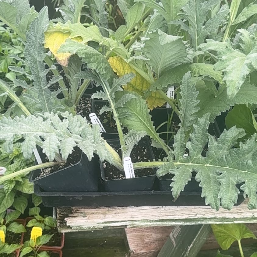 Photo of the plant species Globe Artichoke by @AproposWoodfern named ChloroPhil on Greg, the plant care app