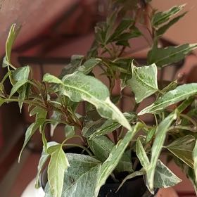 Photo of the plant species Little Hermann Ivy by @RoundOakleafivy named Navajo on Greg, the plant care app