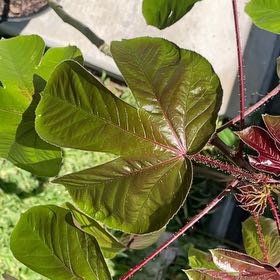 Photo of the plant species Bellyache Bush by @SirOxtongue37 named Plato on Greg, the plant care app