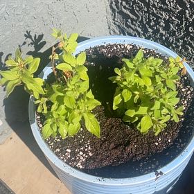 Photo of the plant species Surfinia Sweet Pink Petunia by @YesHemlock83 named Kesha on Greg, the plant care app
