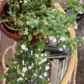 Photo of the plant species Kenilworth Ivy by @ModelWildradish named Madalyn on Greg, the plant care app