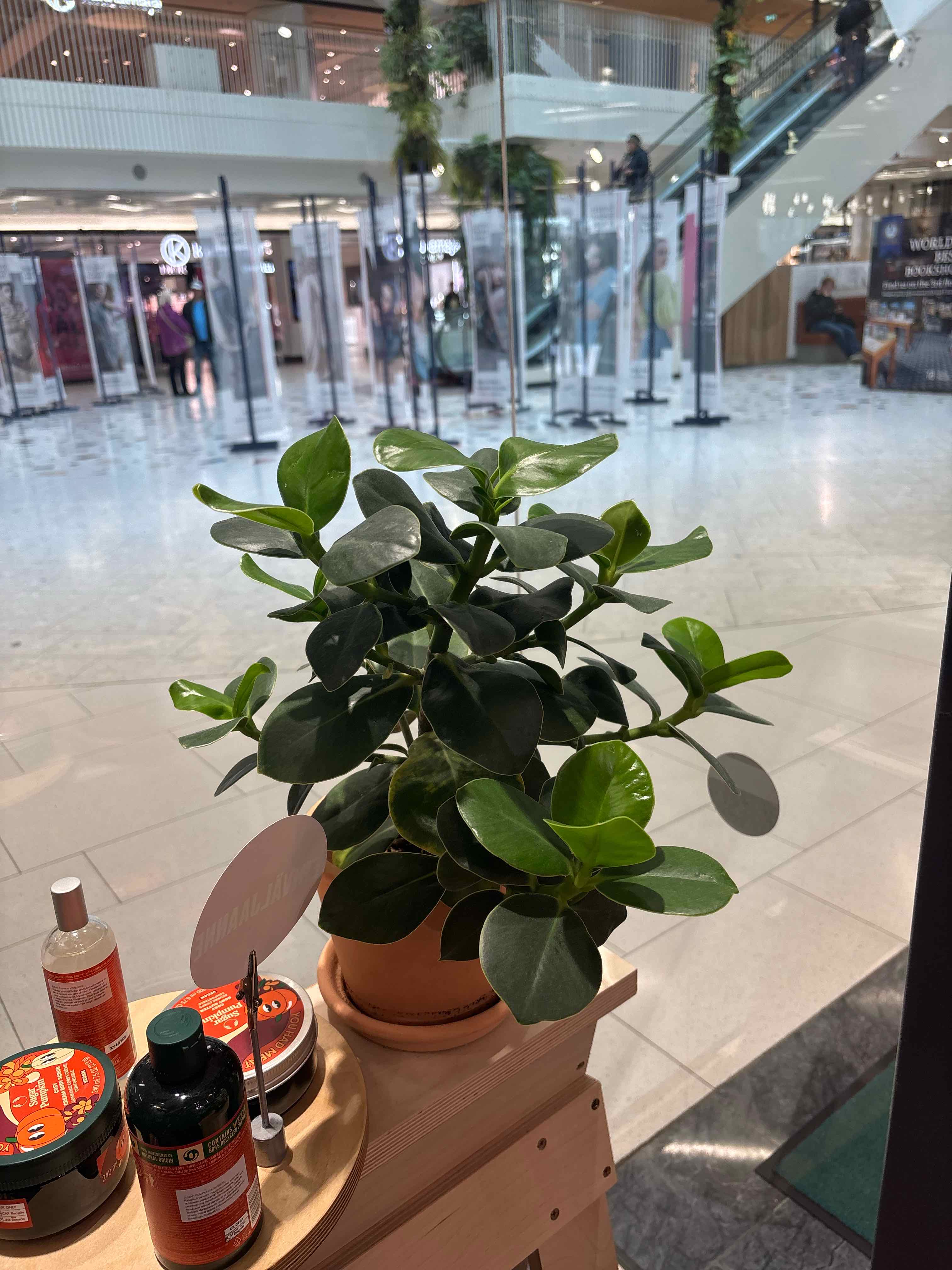 Photo of the plant species Autograph Tree by @CasualFuchsia33 named Gomez on Greg, the plant care app