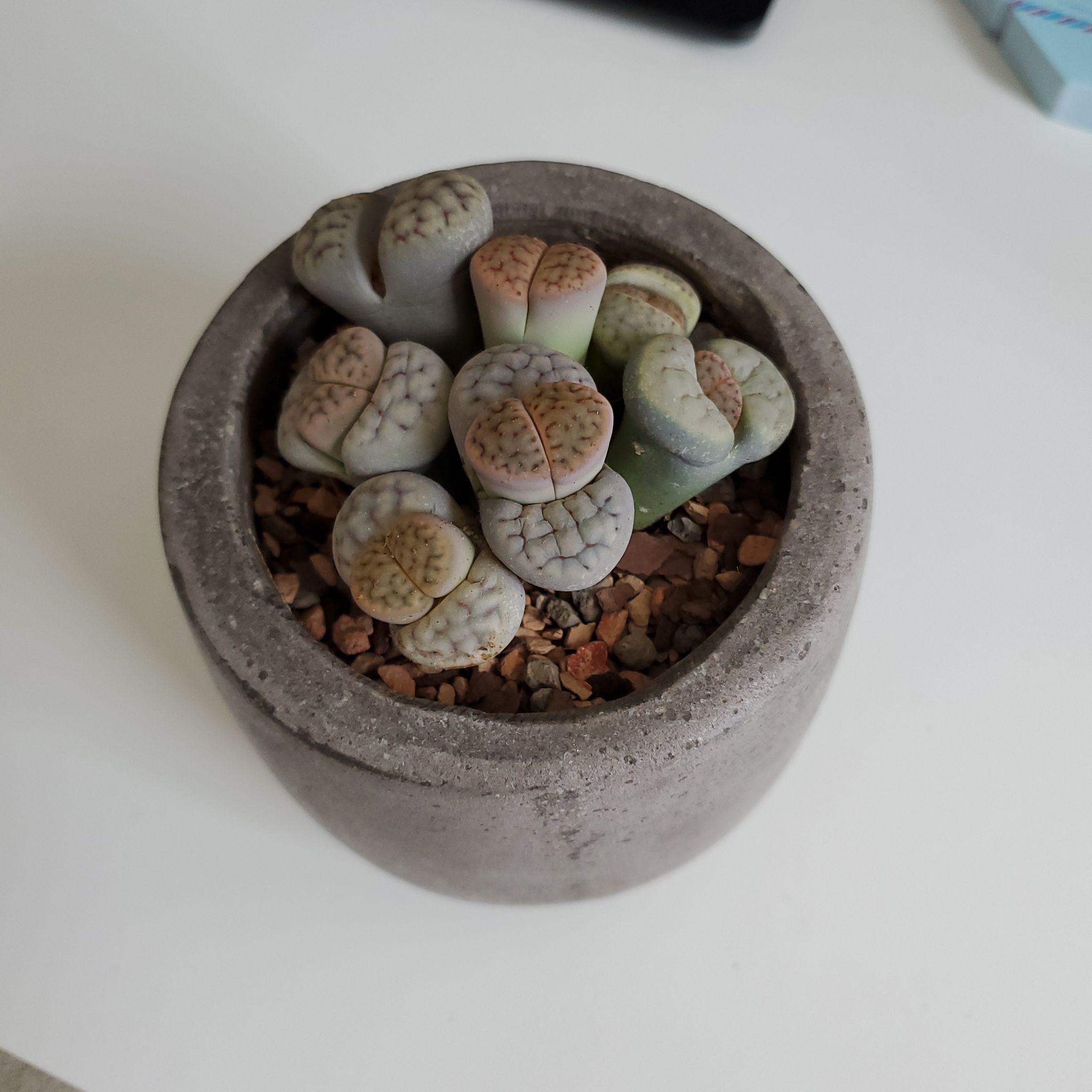 Photo of the plant species Living Stones by @BossSpinach98 named Muhammad Ali on Greg, the plant care app