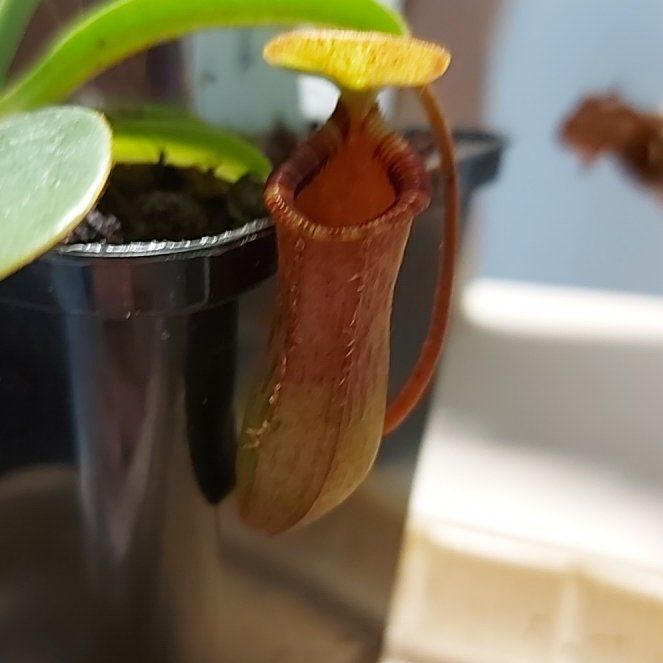 Photo of the plant species Nepenthes lowii x ventricosa 'Red' by @MrFelix2010 named Bodhi on Greg, the plant care app