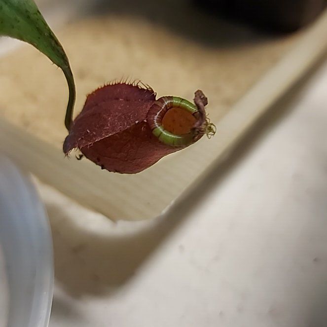 Photo of the plant species Pitcher Plant by @MrFelix2010 named Gregarious on Greg, the plant care app