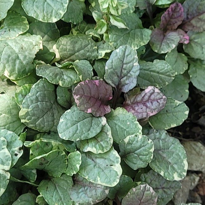 Photo of the plant species Ajuga 'Burgundy Glow' by @BuoyantFern44 named Darwin on Greg, the plant care app