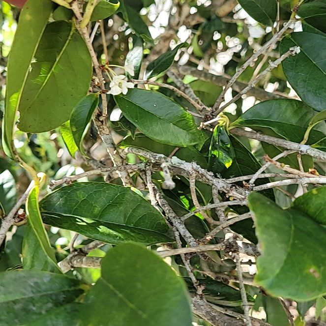 Photo of the plant species Sweet Olive by @BuoyantFern44 named Osmo on Greg, the plant care app