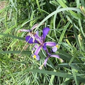 Photo of the plant species Virginia Iris by @elfin13 named Austen on Greg, the plant care app