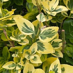 Photo of the plant species Japanese Spindle by @elfin13 named Stella on Greg, the plant care app