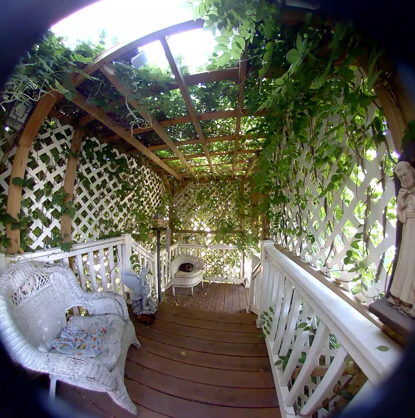 Photo of the plant species Weeping Wisteria by @elfin13 named Weepers on Greg, the plant care app