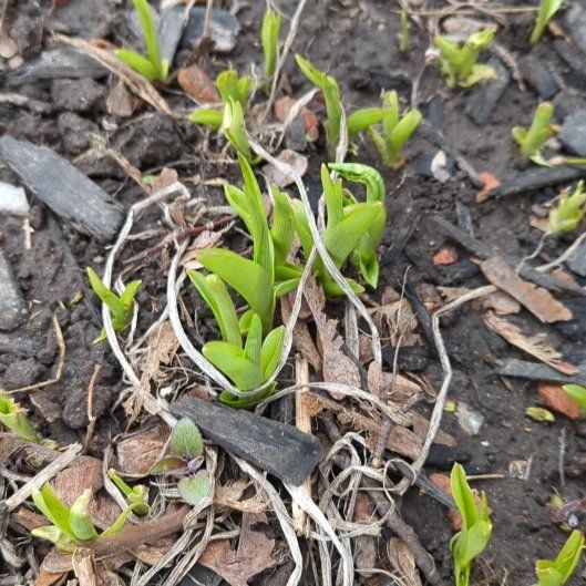 Photo of the plant species Brown Widelip Orchid by @FabCyclamen11 named Cleopatra on Greg, the plant care app