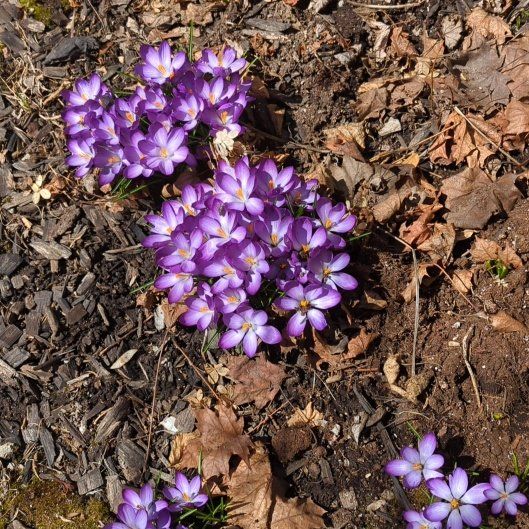 Photo of the plant species American Liverleaf by @FabCyclamen11 named Darwin on Greg, the plant care app