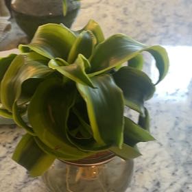 Photo of the plant species Dracaena 'Milky Way' by @BetterChinotto named Diana on Greg, the plant care app