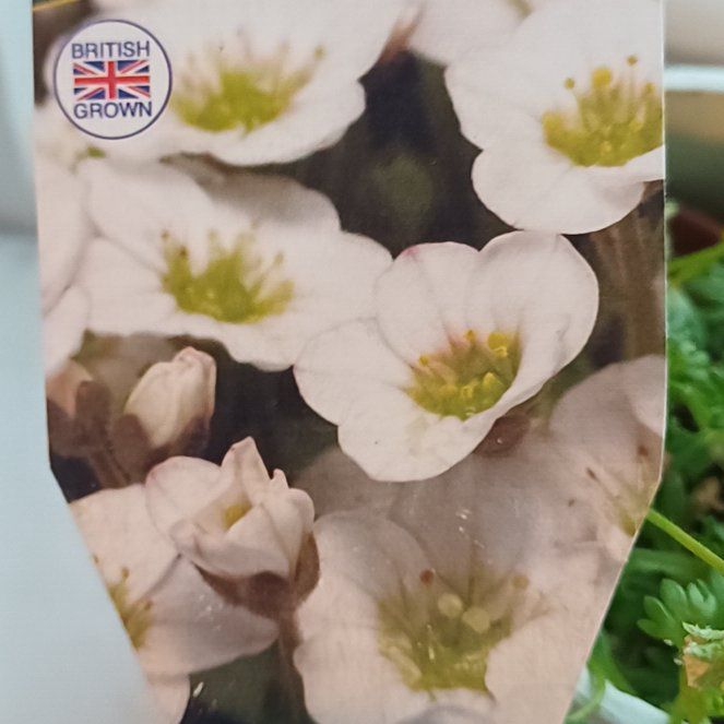 Photo of the plant species Meadow Saxifrage by @SacredWoodsrose named Peter Parker on Greg, the plant care app