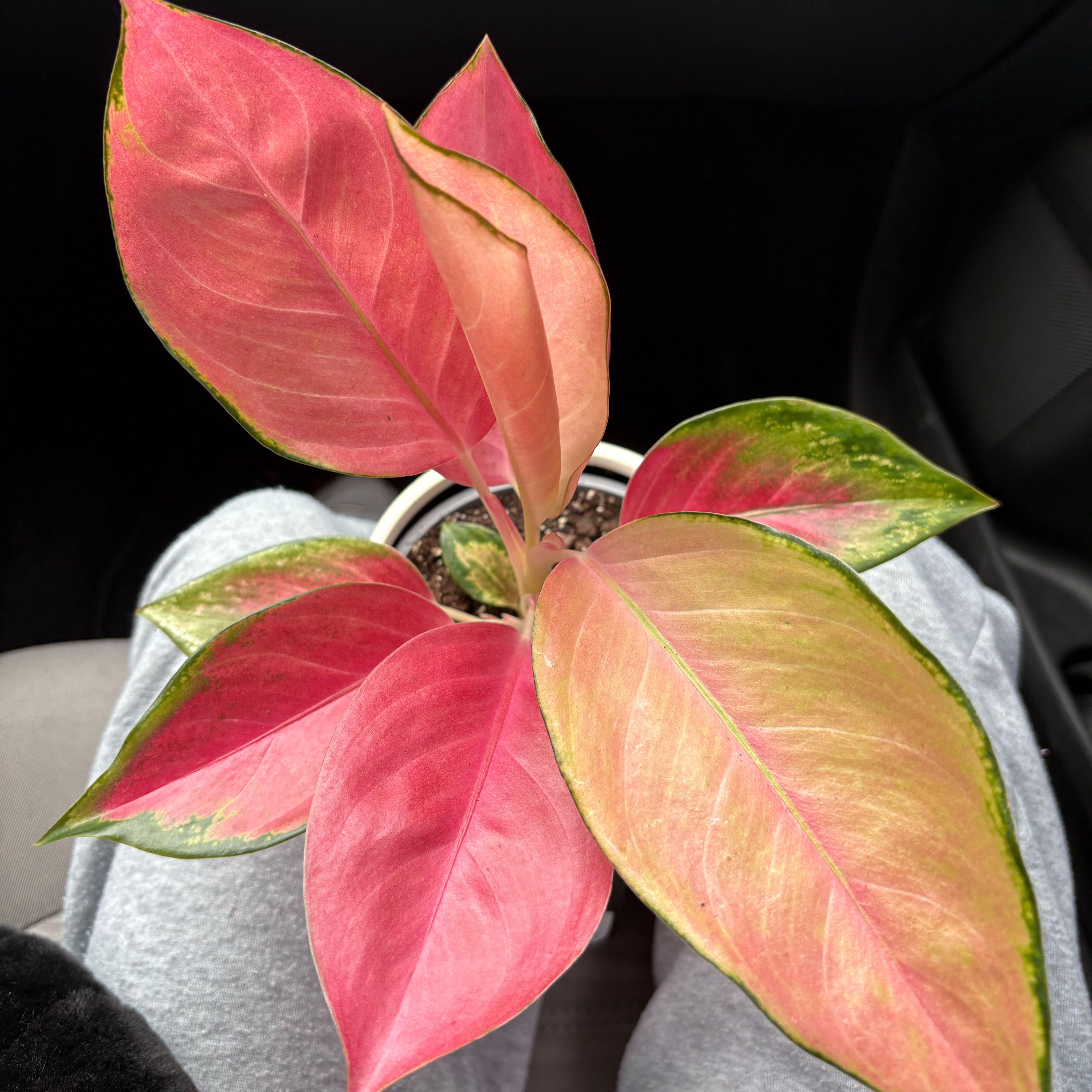Photo of the plant species Pink Pearl Chinese Evergreen by @SparklyNeslia named Julia on Greg, the plant care app
