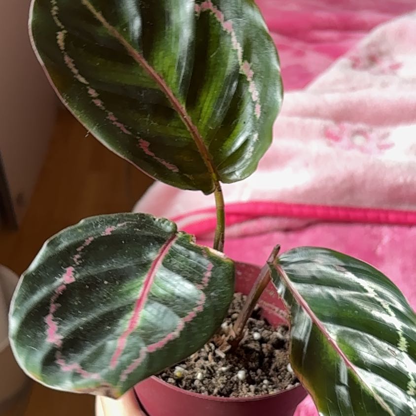 Photo of the plant species Prayer Plant Dottie by @SparklyNeslia named Dottie on Greg, the plant care app