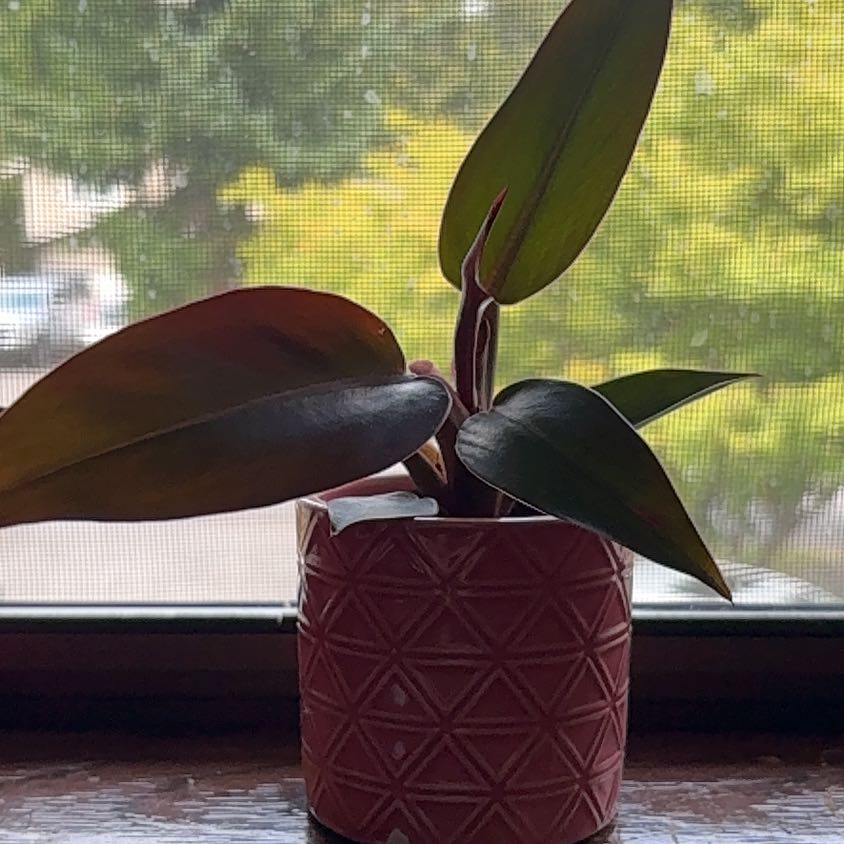 Photo of the plant species Sun Red by @SparklyNeslia named Philly on Greg, the plant care app