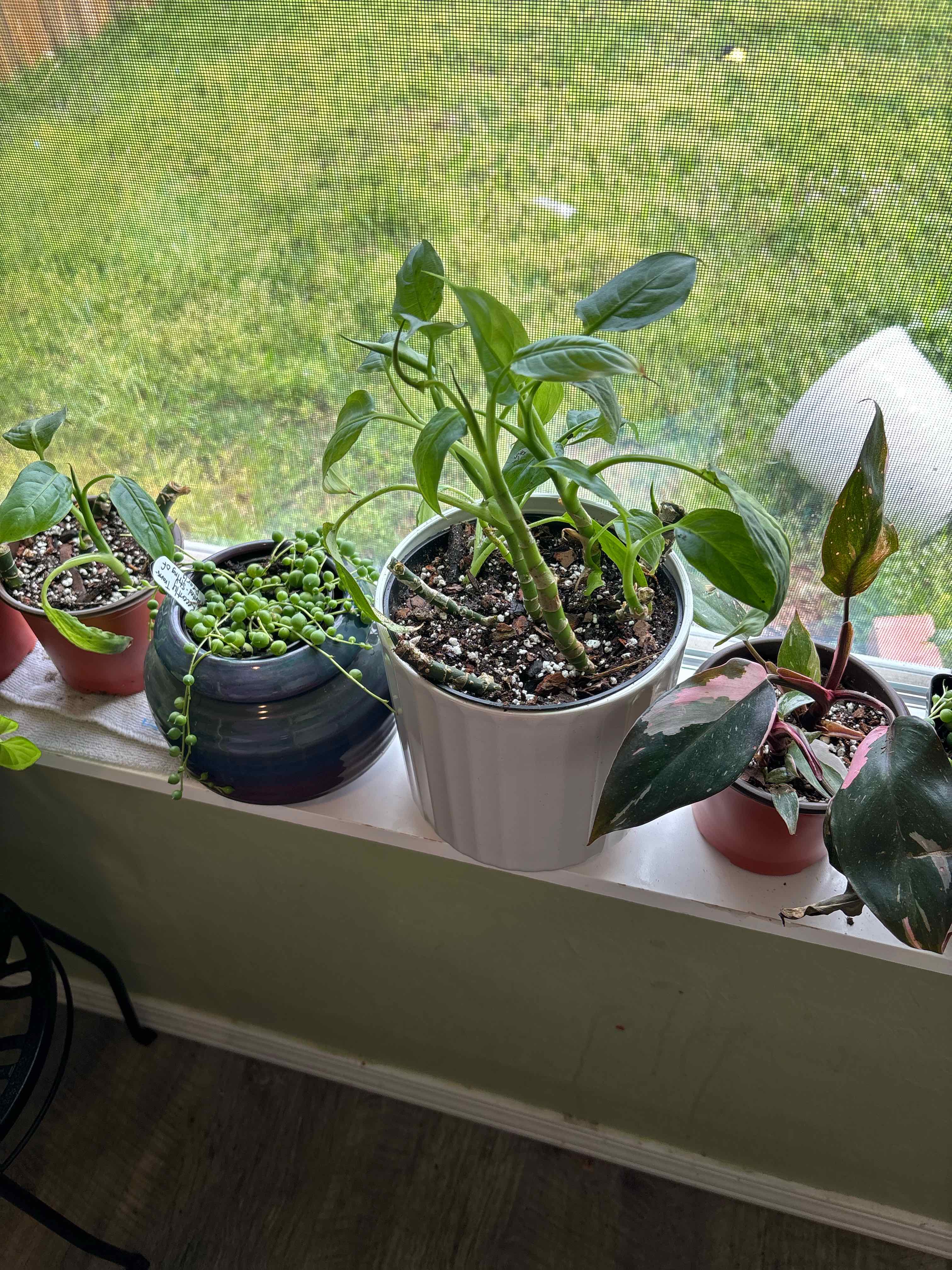 Photo of the plant species Dieffenbachia 'Cool Beauty' by @BADJungle named Athena on Greg, the plant care app