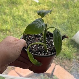 Photo of the plant species Dieffenbachia 'Cool Beauty' by @BADJungle named Ares on Greg, the plant care app