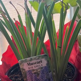 Photo of the plant species Muscari 'Big Smile' by @ProbablePlain99 named Cleopatra on Greg, the plant care app