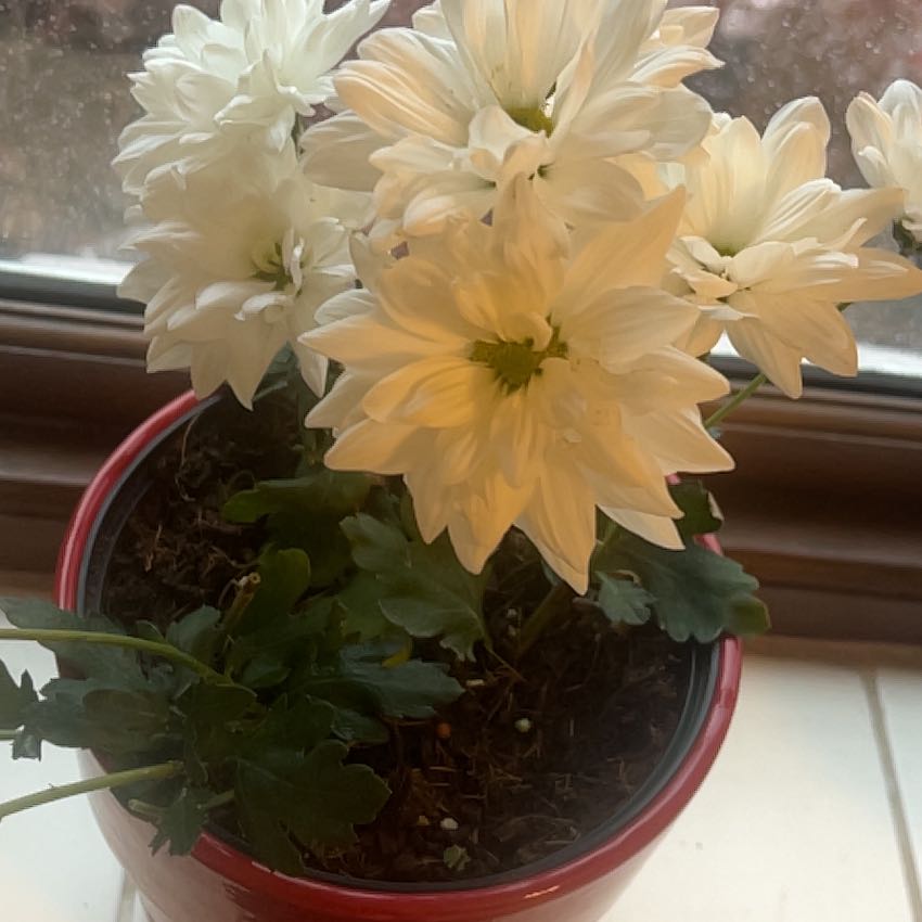 Photo of the plant species White Chrysanthemum by @ArtisteRedrose4 named Marilyn on Greg, the plant care app